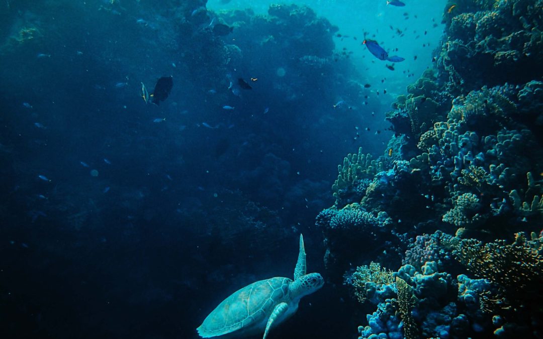 Event: How can we protect oceans and how can they help us?